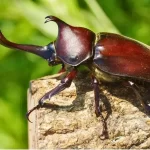 Besouro rinoceronte: uma força da natureza