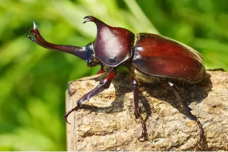 Besouro rinoceronte: uma força da natureza