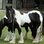 O encantador cavalo Gypsy Vanner