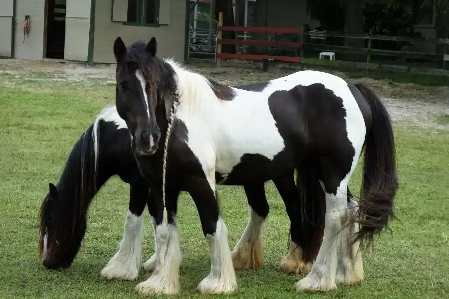 O encantador cavalo Gypsy Vanner