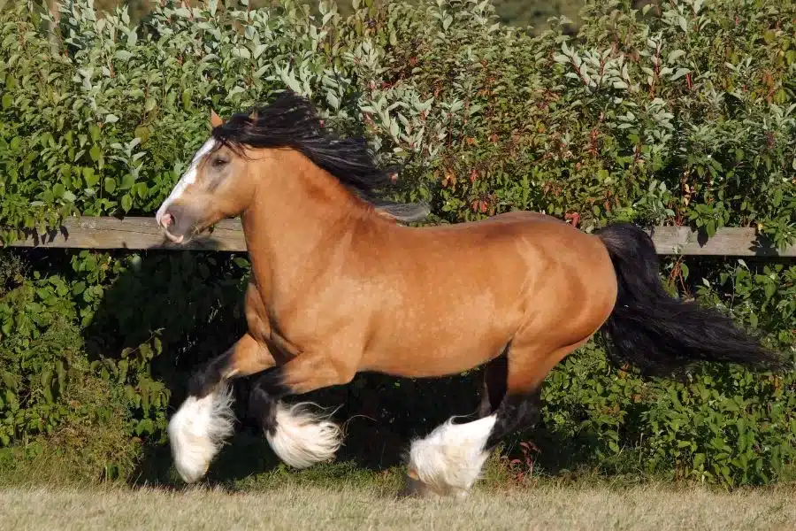 O encantador cavalo Gypsy Vanner