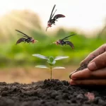 O poderoso marimbondo caçador: uma espécie fascinante