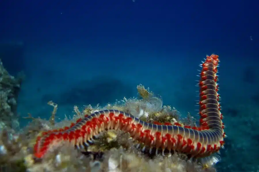 Vermes do mar: explorando as maravilhas subaquáticas