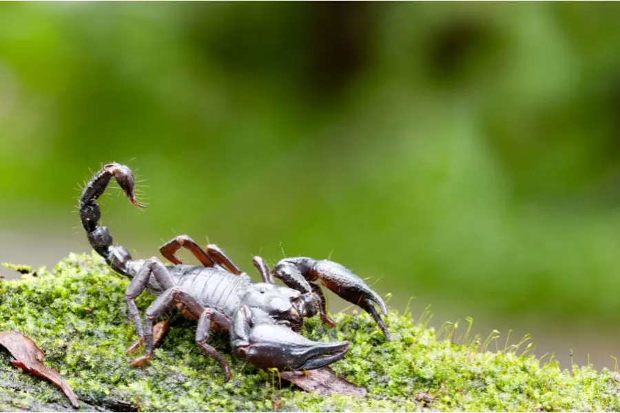 Conheça os tipos mais perigosos de escorpiões