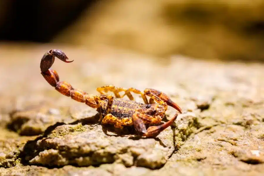 Conheça os tipos mais perigosos de escorpiões