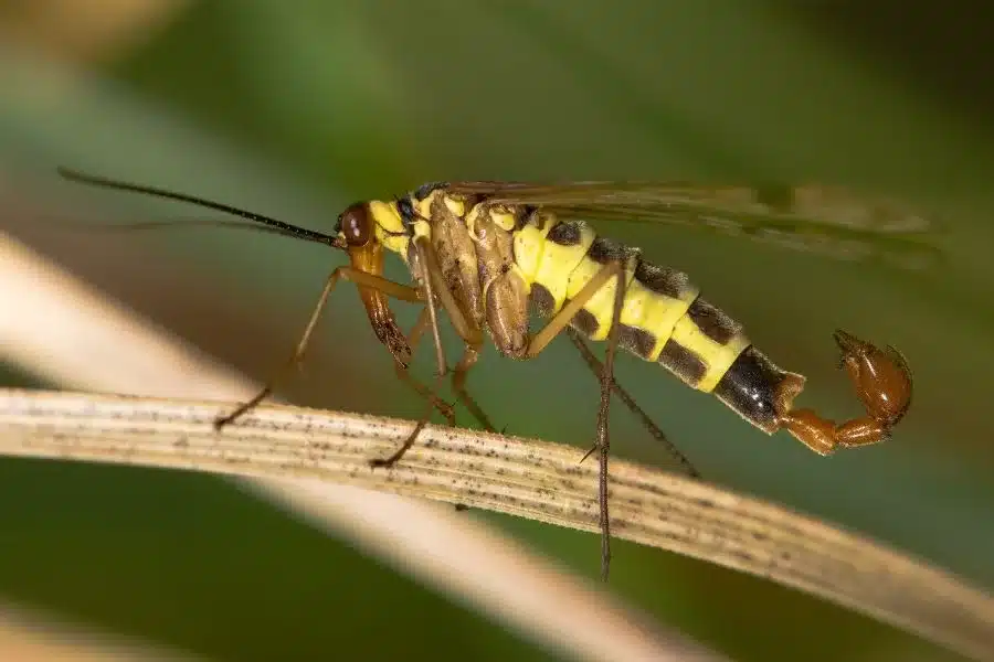 A mosca escorpião: uma criatura misteriosa e surpreendente