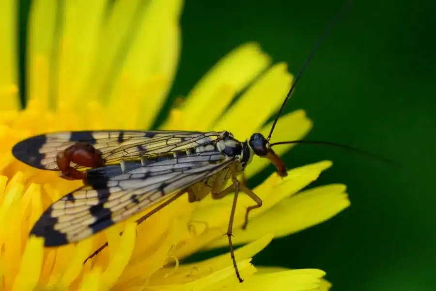 A mosca escorpião: uma criatura misteriosa e surpreendente