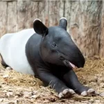 Tapir: o fascinante animal