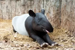 Tapir: o fascinante animal