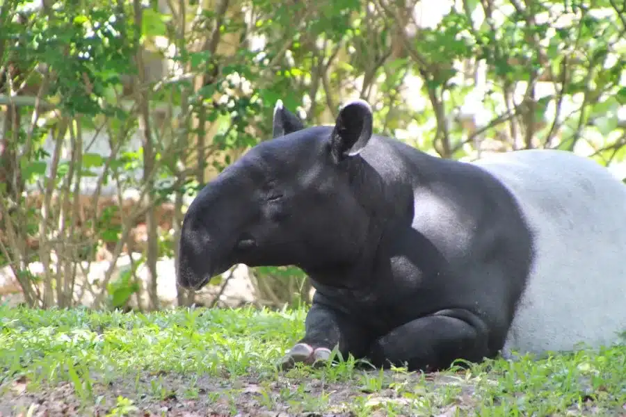 Tapir: o fascinante animal