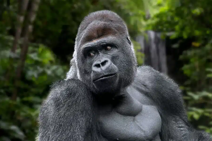 Descubra a majestade dos gorilas, os gigantes da selva