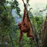 Orangotango: o primata encantador e sábio da selva