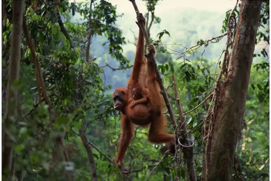 Orangotango: o primata encantador e sábio da selva