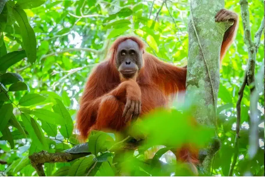 Orangotango: o primata encantador e sábio da selva