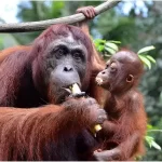 As melhores mães do reino animal: amor e dedicação