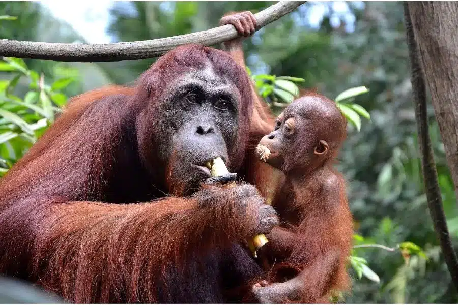 As melhores mães do reino animal: amor e dedicação