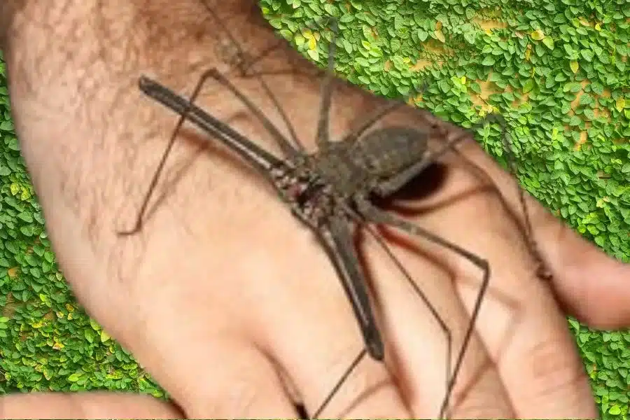 A aranha chicote: a caçadora implacável