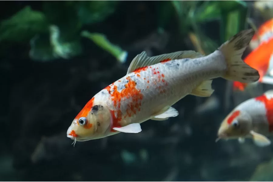 Descubra os peixes mais comuns nos aquários