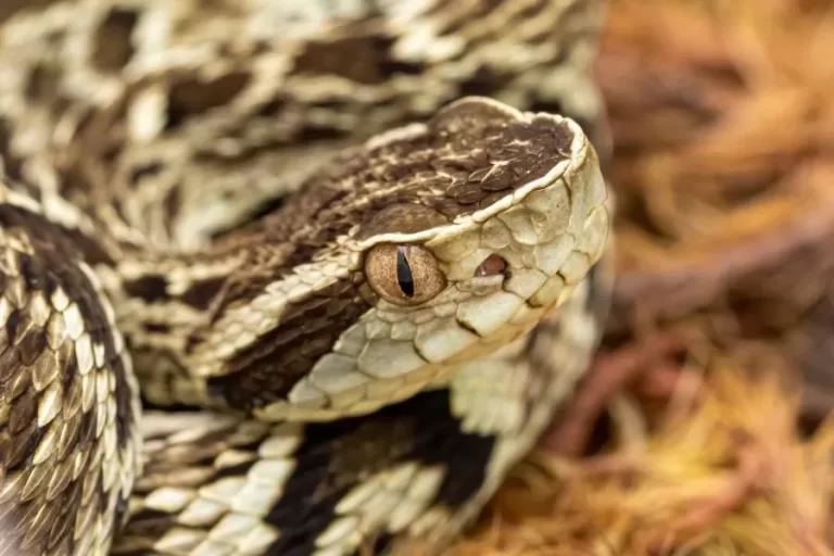 Jararaca-do-norte: conheça a serpente de veneno poderoso