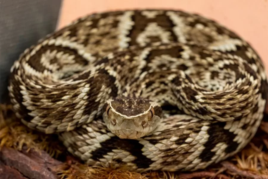 Jararaca-do-norte: conheça a serpente de veneno poderoso