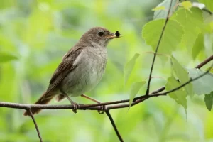 Rouxinol: a voz encantadora da natureza