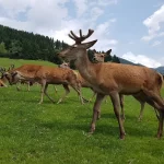 Tipos de veados: descubra a beleza da fauna silvestre