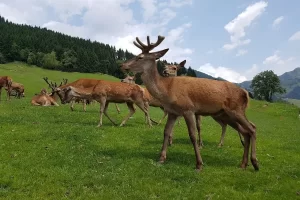 Tipos de veados: descubra a beleza da fauna silvestre