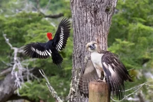 Animais sem predador natural