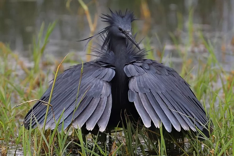 Garça-negra: conheça essa elegante ave aquática