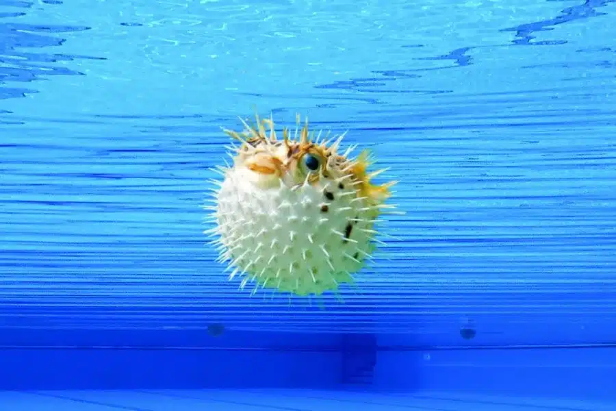 Baiacus: os peixes-infláveis surpreendentes