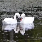 A elegância dos cisnes: beleza graciosa