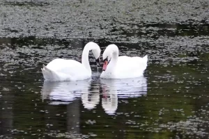 A elegância dos cisnes: beleza graciosa