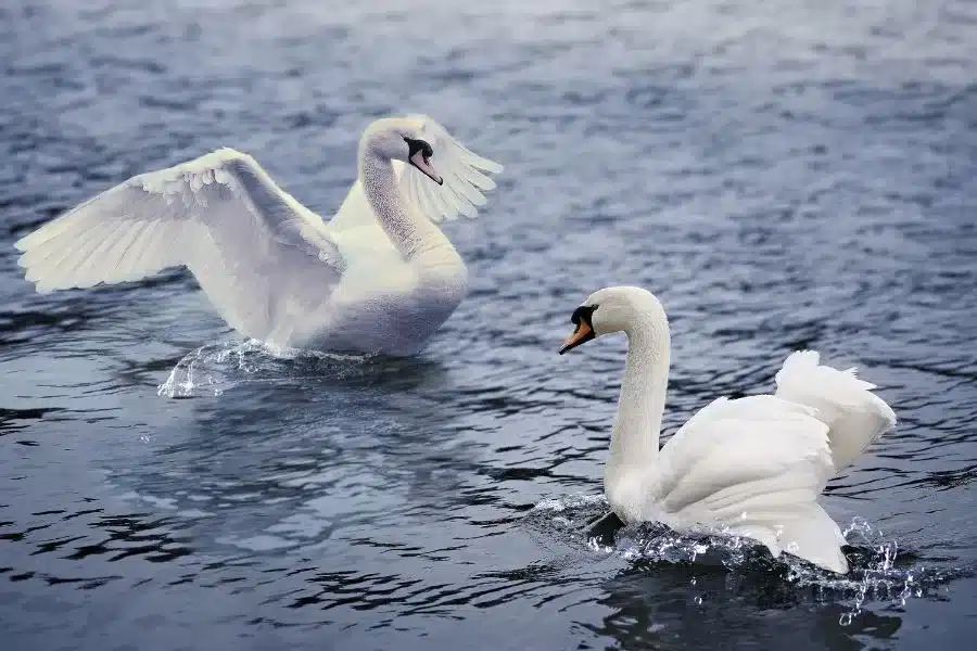 A elegância dos cisnes: beleza graciosa