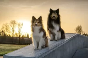 Shelti: conheça a raça encantadora de cães pastores