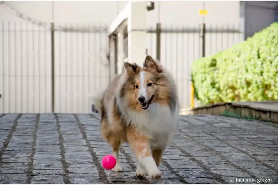 Shelti: conheça a raça encantadora de cães pastores