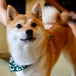 Shiba Inu: descobrindo a personalidade cativante