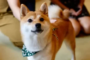 Shiba Inu: descobrindo a personalidade cativante