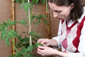 As principais pragas na agricultura: combatendo com eficiência