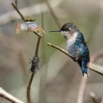 Descubra a grandeza em pequenos seres