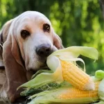 Cachorro pode comer milho cozido? Descubra os prós e contras