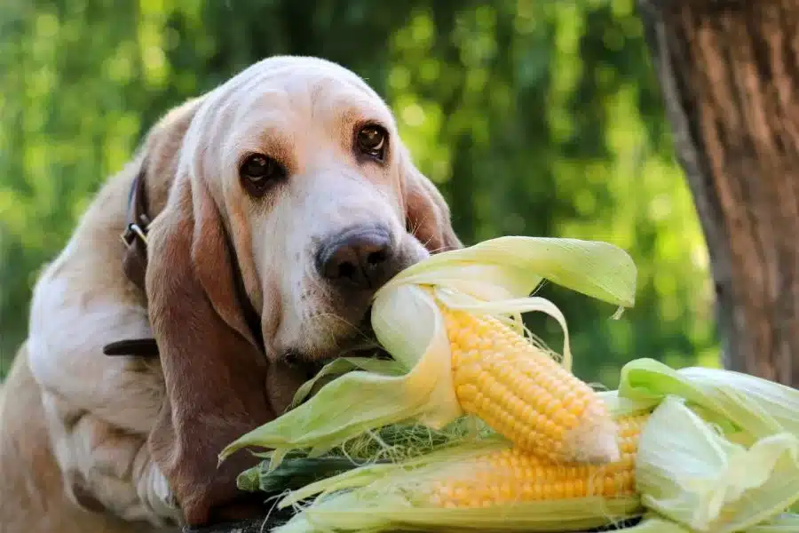 Cachorro pode comer milho cozido? Descubra os prós e contras