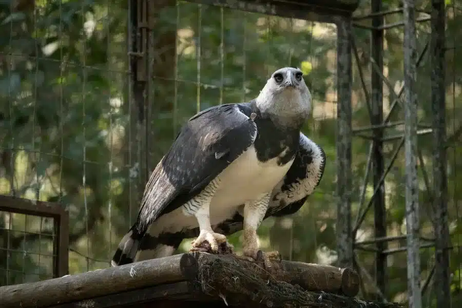 Gavião-Real: a majestosa ave da amazônia