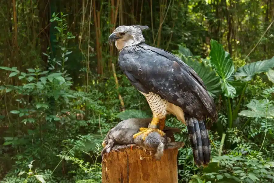 Gavião-Real: a majestosa ave da amazônia