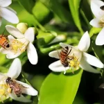 Conheça os diferentes tipos de abelhas: uma diversidade essencial para o planeta