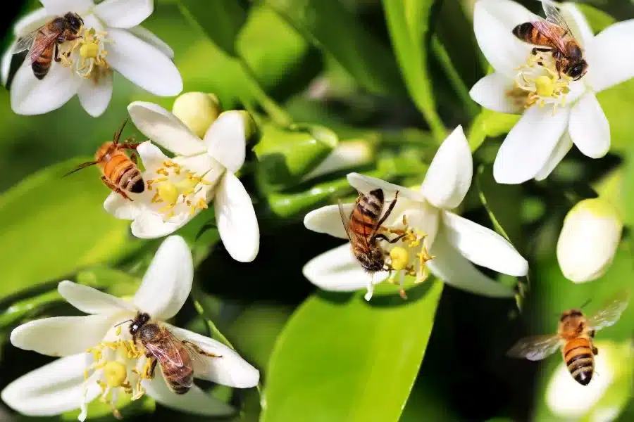 Conheça os diferentes tipos de abelhas: uma diversidade essencial para o planeta