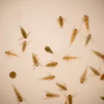 Descobrindo o mundo dos micro animais