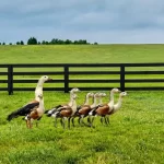 Pato-corredor: conheça essa raça de pato veloz e encantador