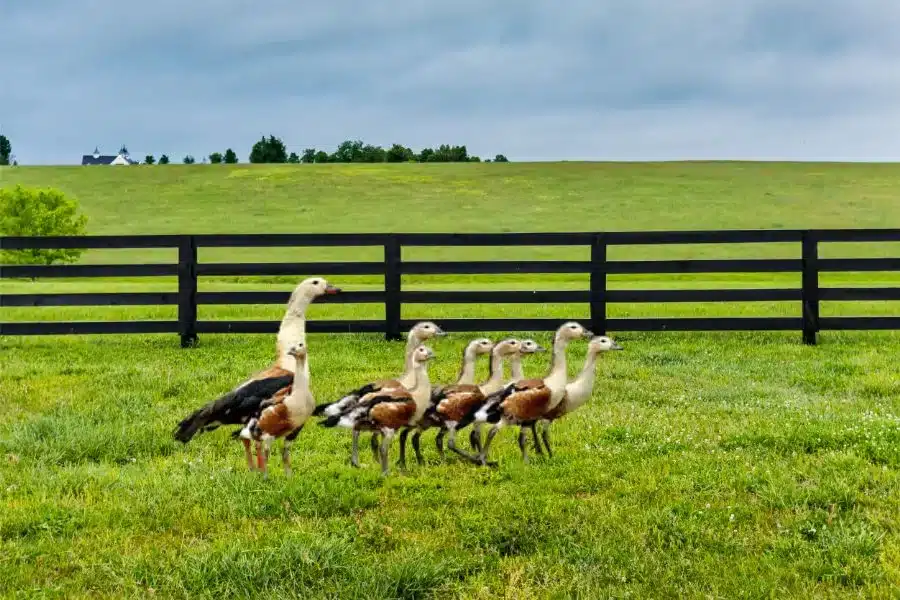 Pato-corredor: conheça essa raça de pato veloz e encantador
