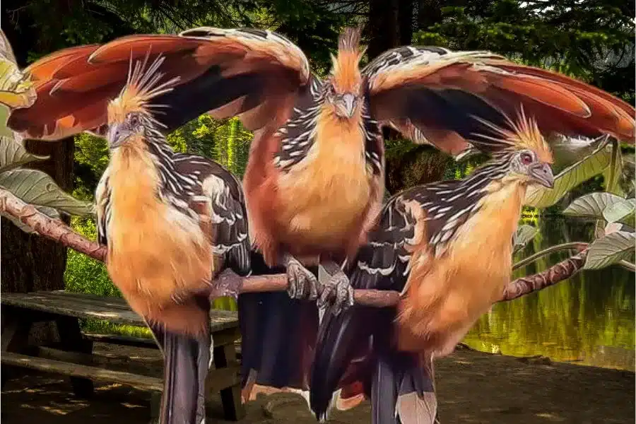 Pássaros cigana: conheça essas coloridas aves tropicais
