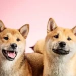 Diferenças entre o Akita Inu e o Shiba Inu